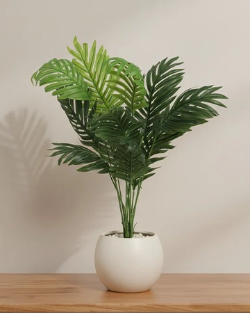 Dypsis Baronii Image