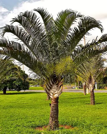Dypsis Decaryi Image