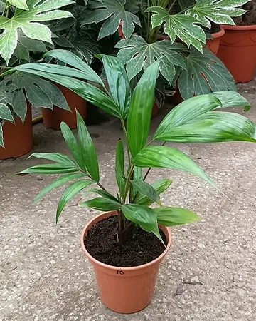 Dypsis Lanceolata Image