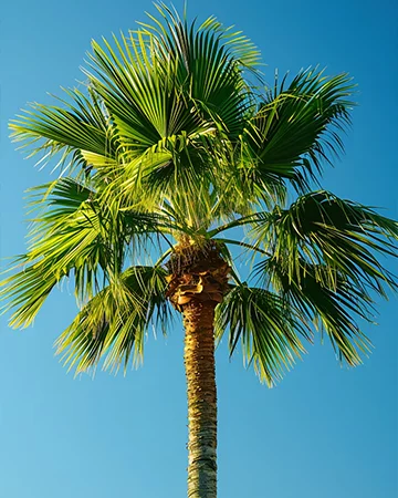 Dypsis Prestoniana Image