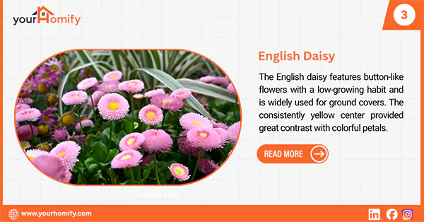 English Daisy