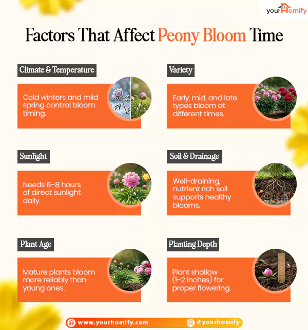 Factors That Affect Peony Bloom Time