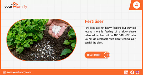 Fertiliser for pink lilies