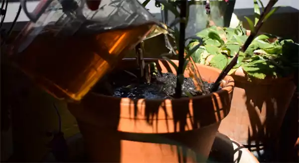 Fertilising pink lilies