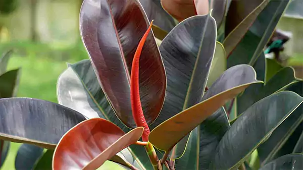 Ficus elastica