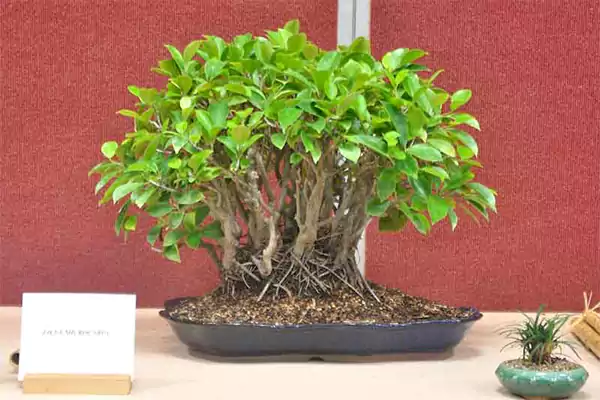 Ficus microcarpa