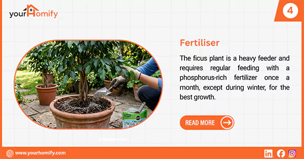 Ficus plant fertiliser