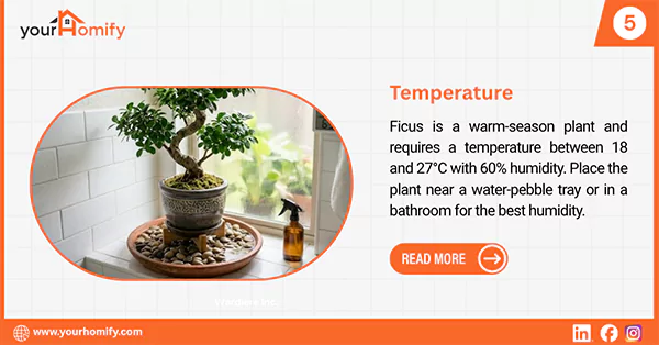 Ficus plant on pebble tray