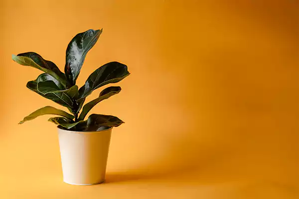Ficus plant