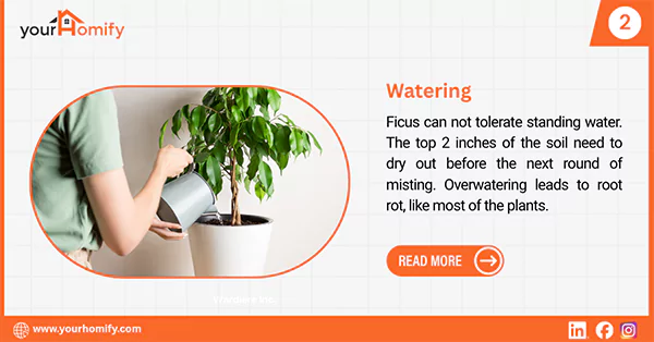 Ficus plant2