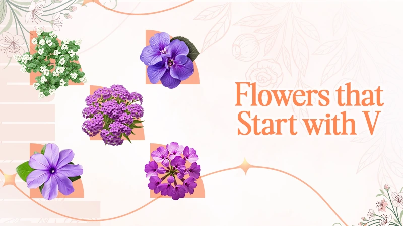Flowers That Start With V