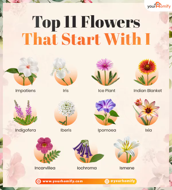 Flowers that start with I