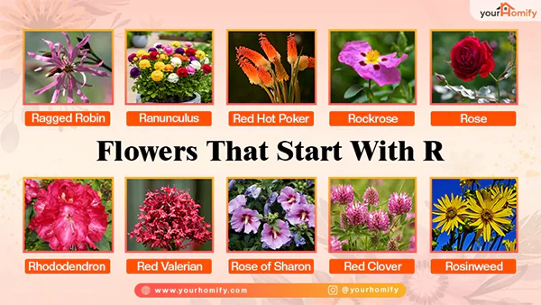Flowers that start with R