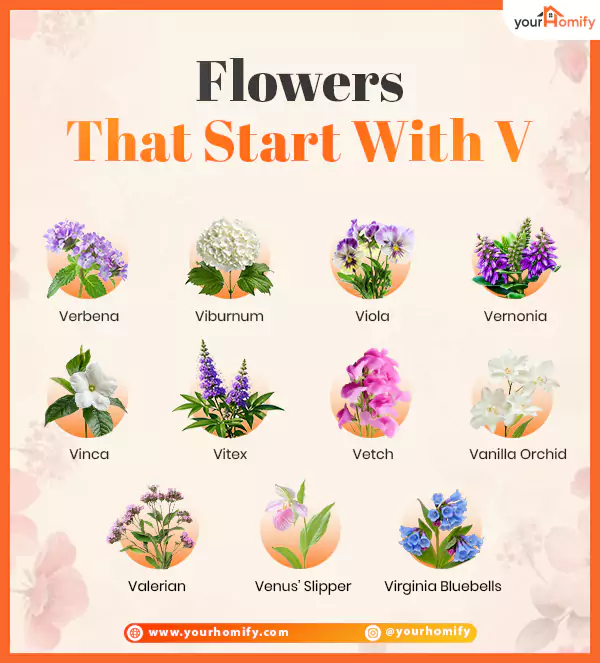 Flowers that start with V