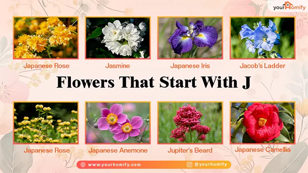Flowers that start with j