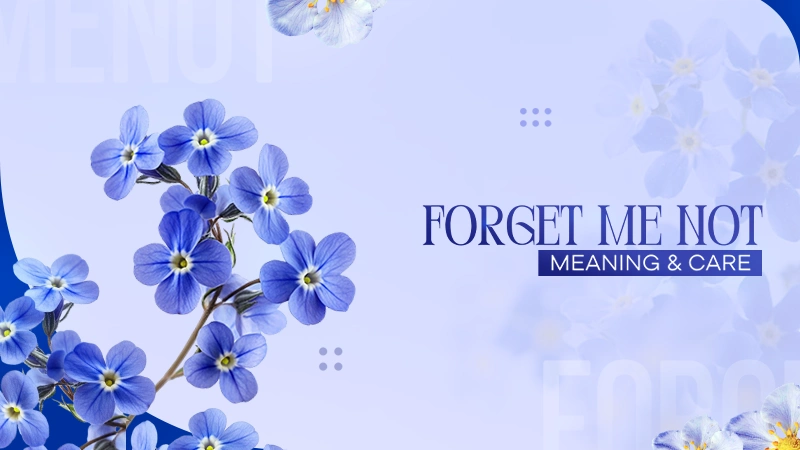Forget Me Not Flowers- Meaning, Growing Guide, Care Tips & Symbolism
