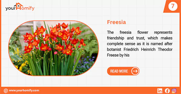 Freesia