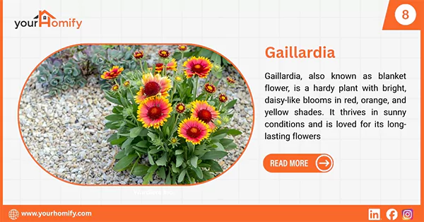 Gaillardia