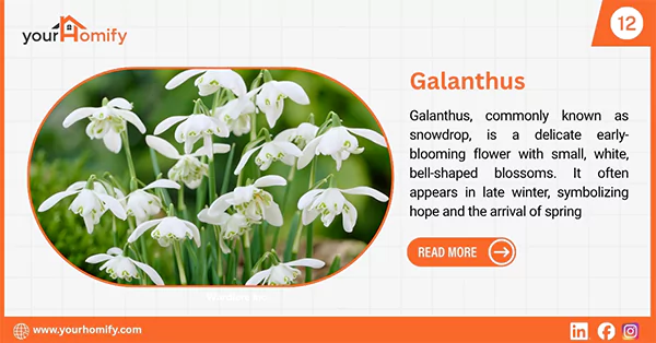 Galanthus