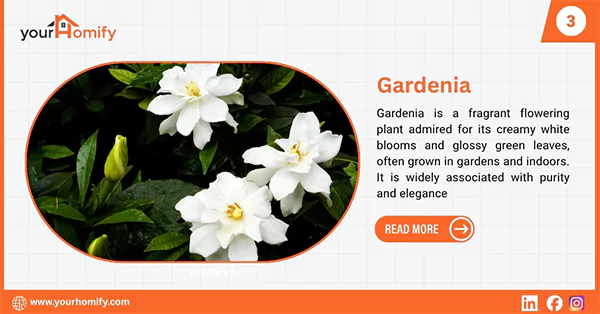 Gardenia