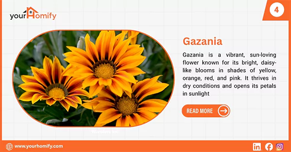 Gazania