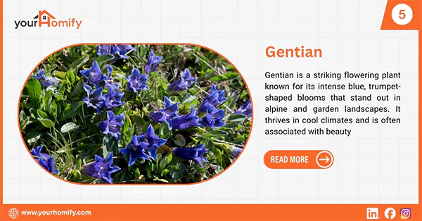 Gentian