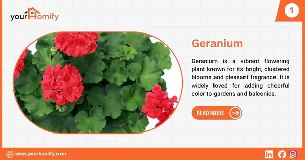 Geranium