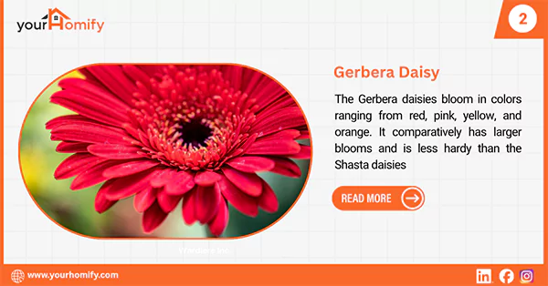 Gerbera daisies