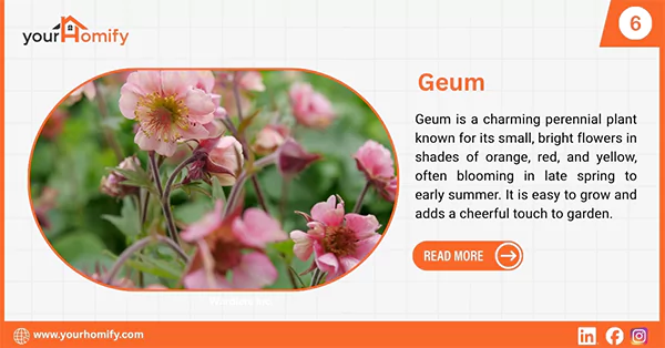 Geum