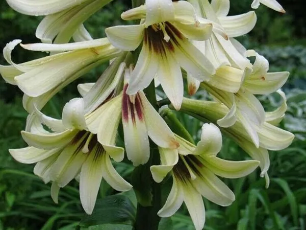 Giant Himalayan Lilies