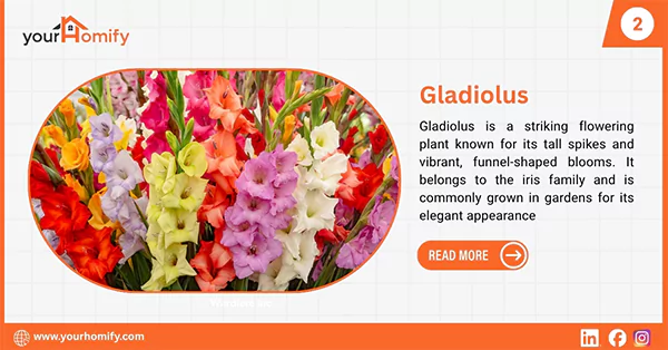 Gladiolus