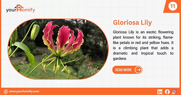 Gloriosa Lily
