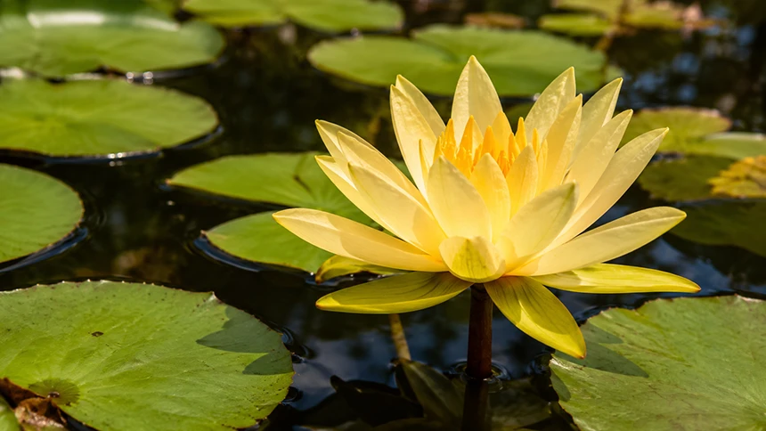 Golden lotus