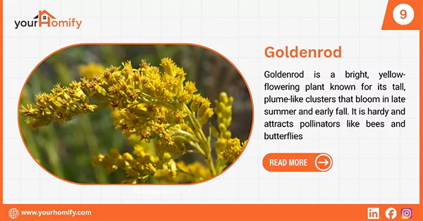Goldenrod