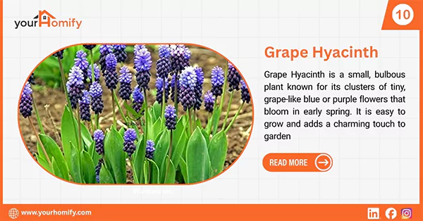 Grape Hyacinth