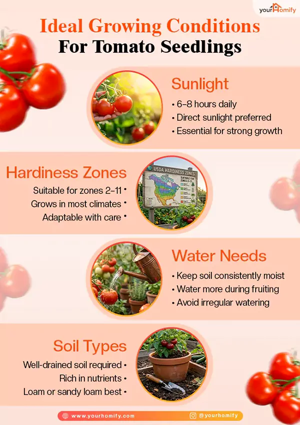 Growing Conditions For Tomato Seedlings