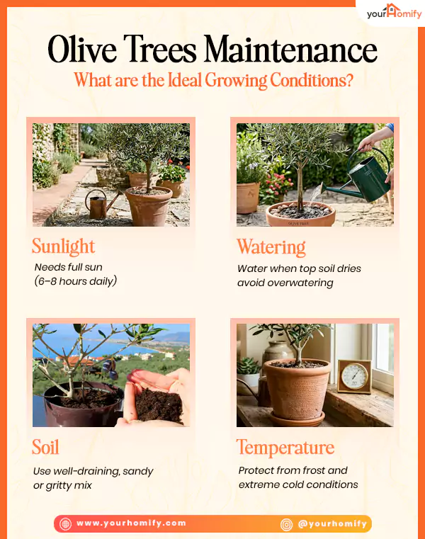 Growing Conditions of Olive Tree