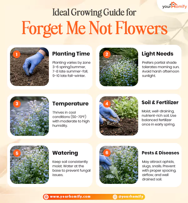 Growing Guide for Forget me not Flowers