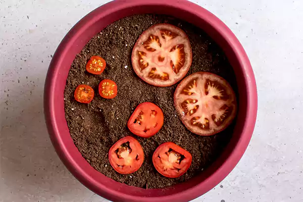 Growing a Tomato from Seeds