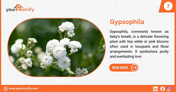Gypsophila