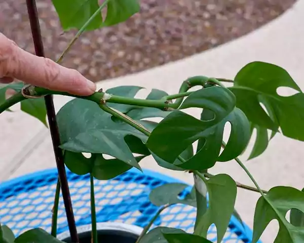 Healthy node of a mini monstera