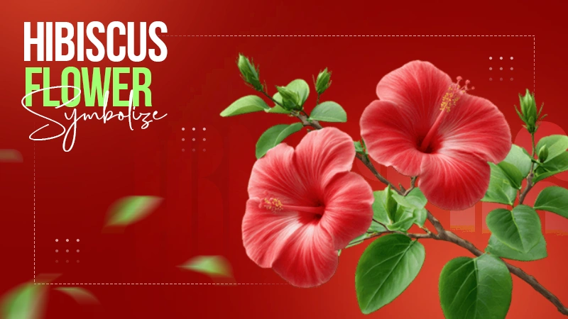 Hibiscus Flower Symbolize
