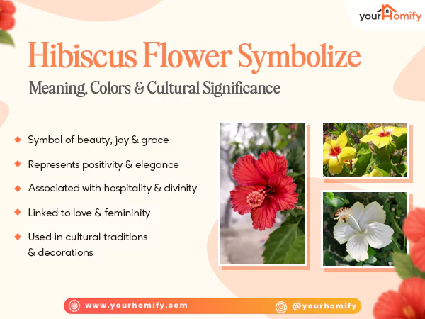 Hibiscus Flower Symbolize