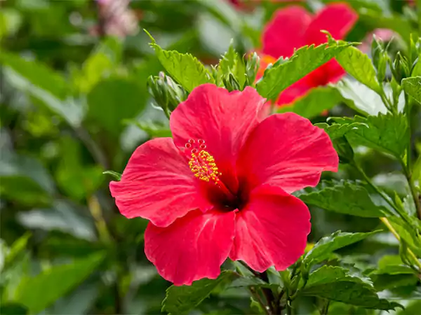 Hibiscus flower