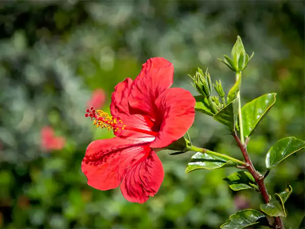 Hibiscus flower1