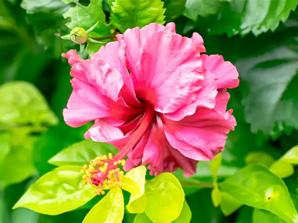 Hibiscus flower2