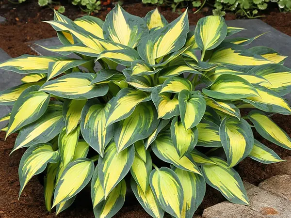 Hosta spp