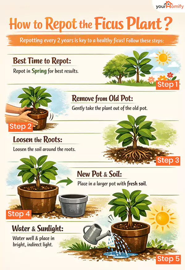 How to repot the ficus plants