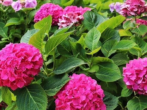 Hydrangea blooms