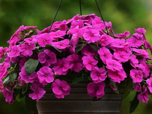 Impatiens spp